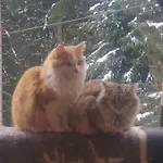 Bei Selbstversorger Auf Kleinbauernhof