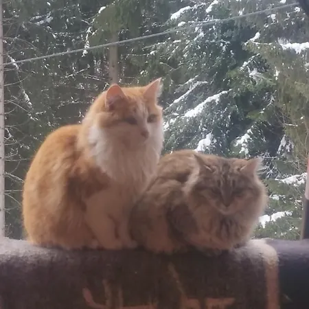 Bei Selbstversorger Auf Kleinbauernhof