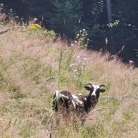 アパート Bei Selbstversorger Auf Kleinbauernhof *