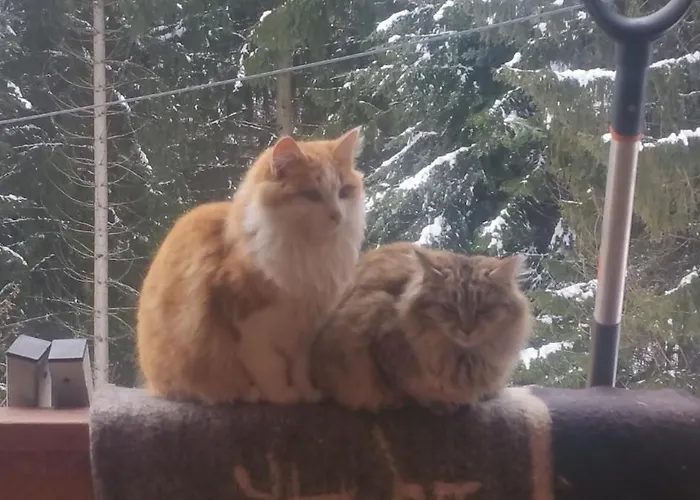 Bei Selbstversorger Auf Kleinbauernhof