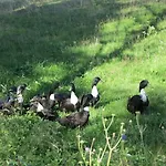아파트 Bei Selbstversorger Auf Kleinbauernhof *